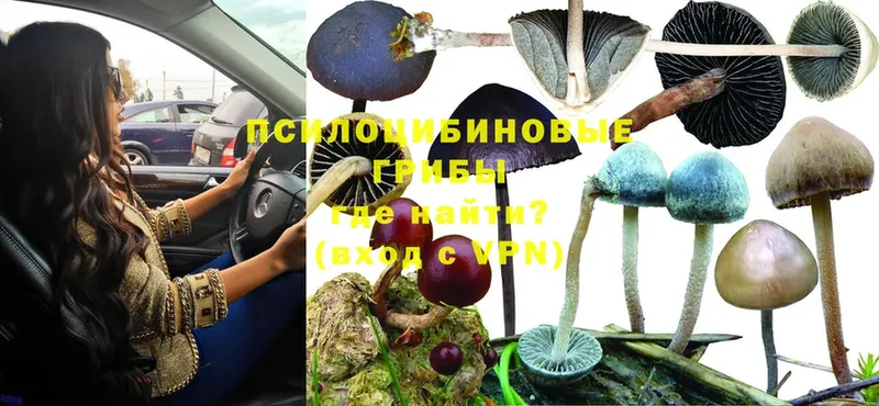 ссылка на мегу как зайти  Кондрово  Галлюциногенные грибы Psilocybine cubensis 